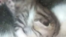 The Sweetest Moment: Mother Cat Nursing Her Newborns 🐾🥺