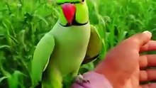 Jugnoo the Parrot in Millet Fields 🦜🌾 | Pure Nature & Happy Moments