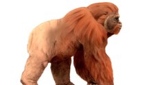 Gigantopithecus blacki: Why the Largest Ape Went Extinct