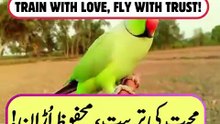 Open Field Parrot Training 🦜🌿 | Jugnoo's Beautiful Return Flight