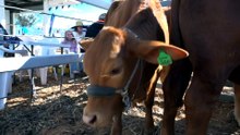 Australia’s largest ag show on in Gunnedah