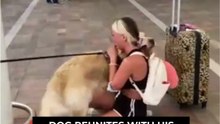 The Dog Realizes His Owner Is HOME After a Month Apart