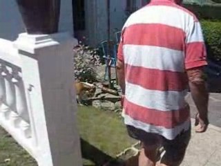 bull terrier billig en bretagne