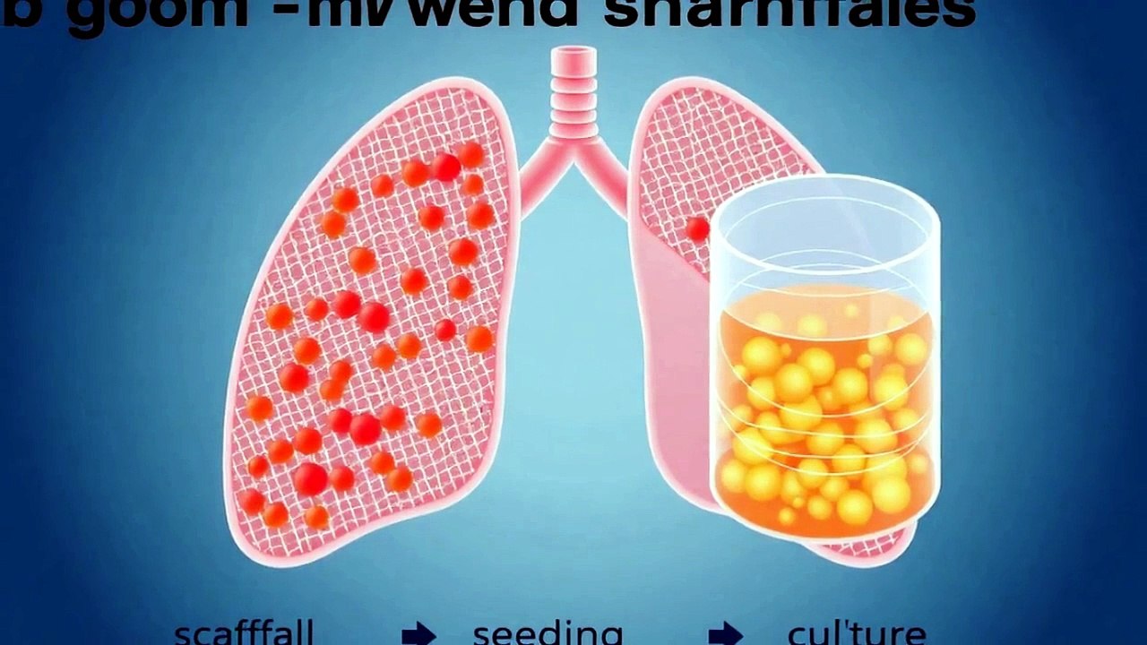 Lab-Grown Lungs  The Breakthrough Ending Shortages?