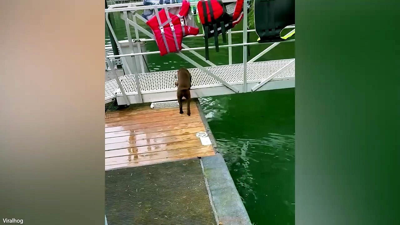 Tiny Paws, BIG Trouble 😂🐶 | Funniest Puppy Fails & Moments #FunnyPuppies #Viral#Funny