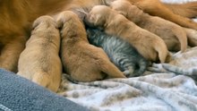 This mama dog adopted an orphaned kitten like it was nothing 🐶🐱