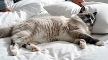 The Ragdoll Waited Until the Bed Was Perfect