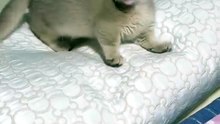 Whaat?? Whatt??? 😸😸😸😸