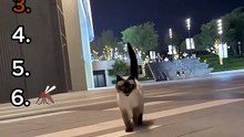 Best Top Cat Sounds 😸😸😸😸