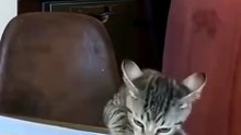 The Best Moment Cats Enjoying Food 😍😍😍