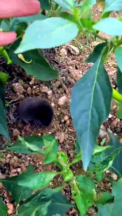 Little Moles Hanging Out On The Farm