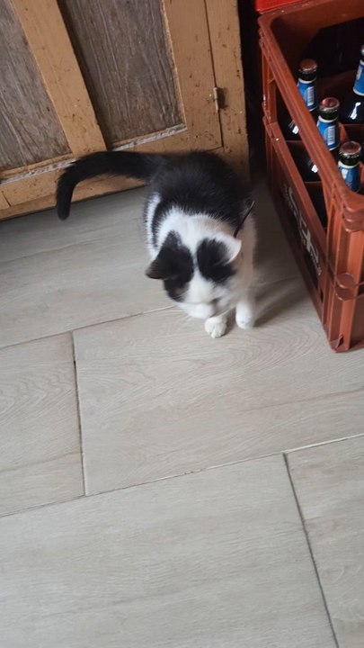 Chat