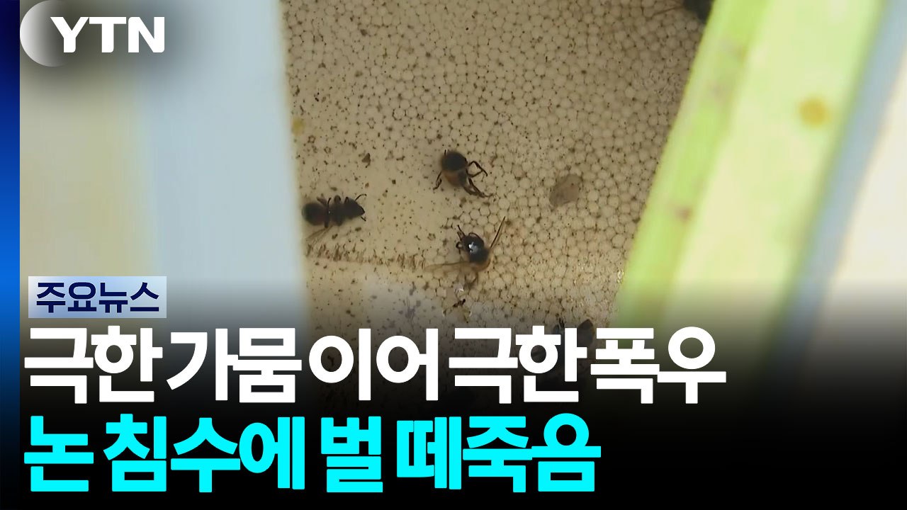 극한 가뭄 이어 극한 폭우...논 침수에 벌 떼죽음 / YTN