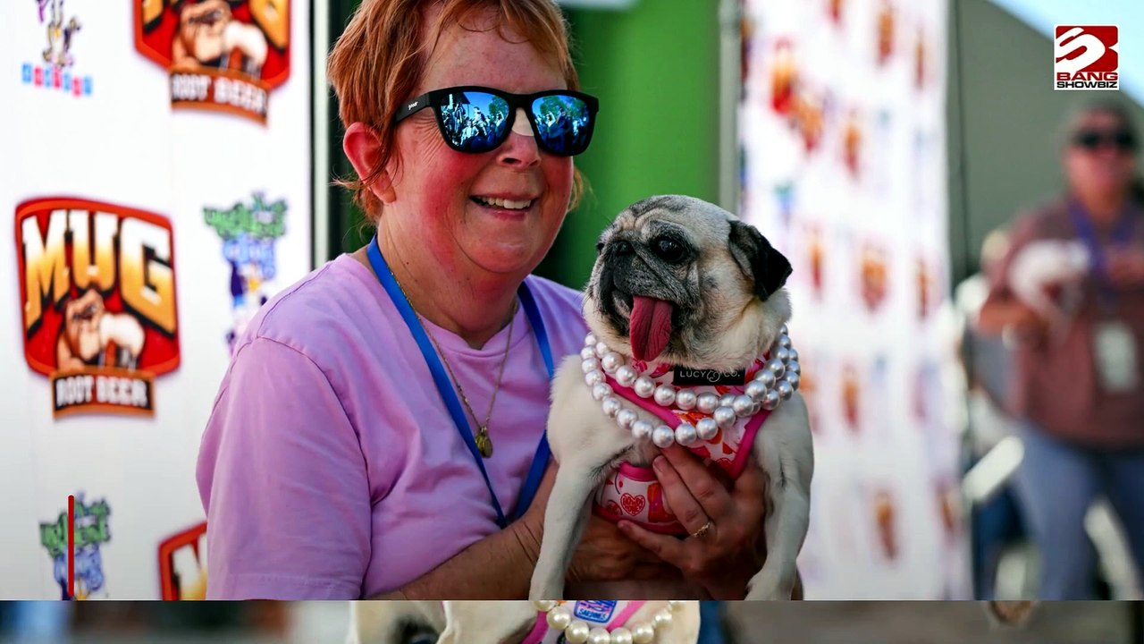 Mops zum hässlichsten Hund der Welt gekürt