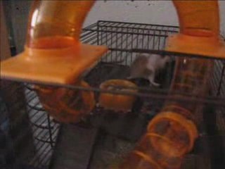 BB hamsters à 55 jours