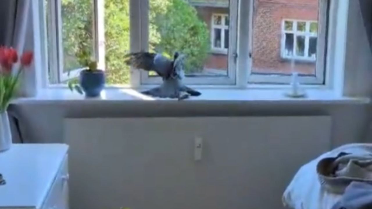 Heartwarming Rescue as Pigeon Misjudges Exit Path