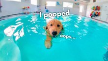 My Dog Rents a Swimming Pool