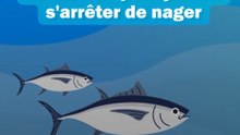 😲 Le thon meurt s'il arrête de nager ?