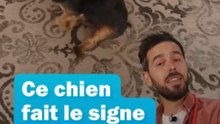 🤔 Pourquoi ce chien fait le signe du traîneau ?