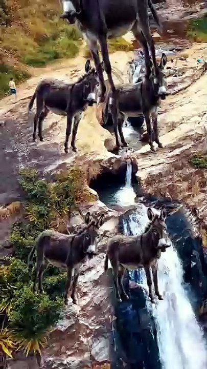 SpinningMule - #funnyanimals #pets #fyp #SpinningMule