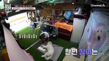 "짱아와 이혼해 주세요" 강 훈련사의 역대급 초강수 처방!?