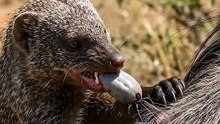 Nature's Grossest Snack: Mongoose Pops Giant Blood-Engorged Tick! 🤯
