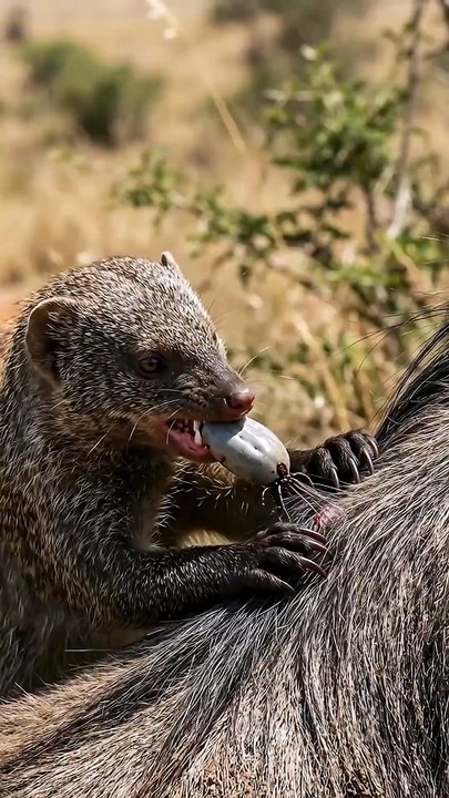 Nature's Grossest Snack: Mongoose Pops Giant Blood-Engorged Tick! 🤯