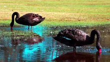 Magia dos cisnes
