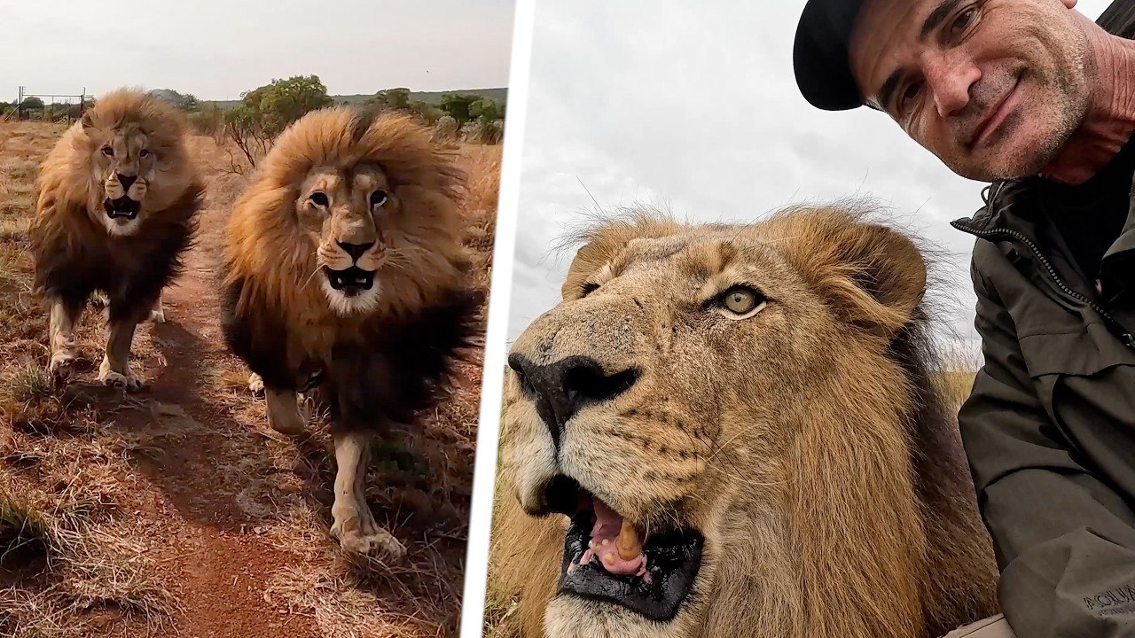 Lions LOVE When Kevin Does THIS! | The Lion Whisperer
