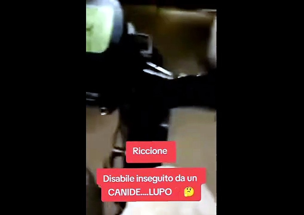 Lupo avvistato da un disabile in carrozzina motorizzata a Riccione