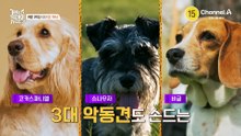 [예고] 악마견 '잭 러셀 테리어' 등장! 하지만 보호자의 기세가 남다르다?!