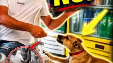 Dog Said “NO!” 😂🐕 | The Reaction Was WILD