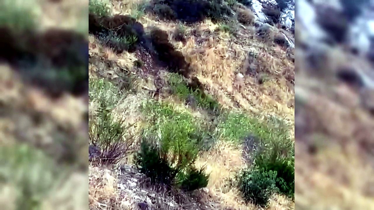 Sorpresa vicino a Dorgali, l'incontro ravvicinato col cervo sardo emoziona i turisti - VIDEO