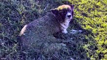 Funniest Animal Videos 😂 Just When You Think Animals Cant Get Any Funnier