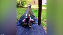 Funniest Animal Videos  😂 When Animals Decide Normal Is Not an Option