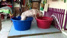 Funniest Animal Videos  😂 When Animals Forget How To Behave