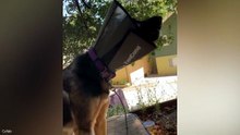 Funniest Animal Videos  😂 When Animals Nail the Comedy Timing