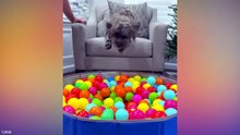 Funniest Animal Videos  😂 You Never Know What Animals Will Do Next