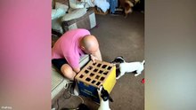 Funniest Animal Videos That’ll Make Your Day 😂