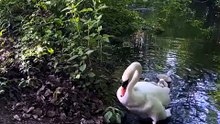 Mother Swan❤️🦆
