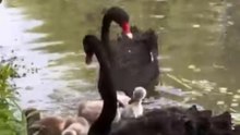 Swan Family❤️🦆
