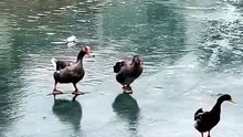 Ducks enjoy the rain😂❤️🦆