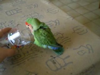 Pistache mon inséparable apprivoisé