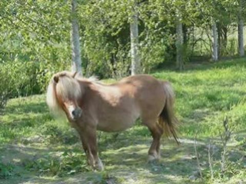 Bienvenue chez moi, dans mon écurie