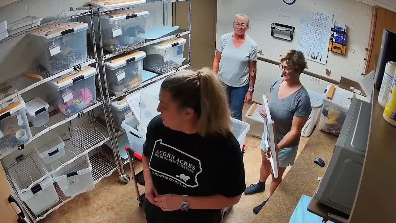 Curious Squirrel Climbs Onto Woman During Box T...
