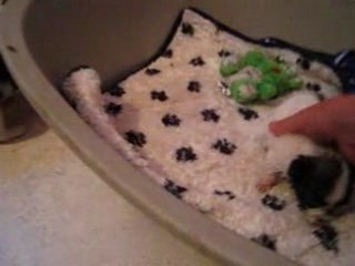 Les bébés jouent après la bouillie (2)