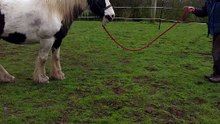 Learning to Back my horse up