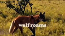 Why the Maned Wolf Smells Like an Illegal Plant