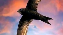 This Bird Fell Asleep Mid-Flight | Common Swift's 10-Month Flight | Deep Wildlife