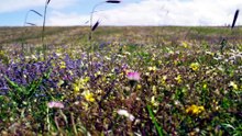 Grasslands @ Wild Isles